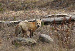 Red Fox, Yellowstone N.P.