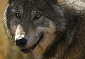 Grey Wolf, Yellowstone