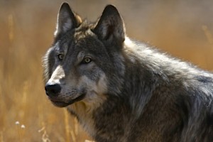 Grey Wolf, Yellowstone N.P.