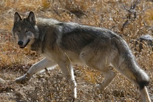 Grey Wolf, Yellowstone N.P.