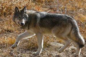 Grey Wolf, Yellowstone N.P.