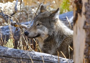 Grey Wolf, Yellowstone N.P.