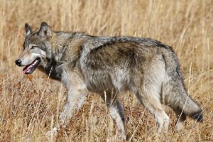 Grey Wolf, Yellowstone N.P.
