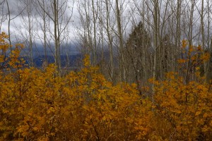 Grand Teton N.P.