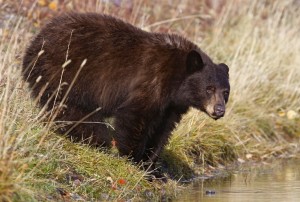 Black Bear (cinnamon), Grand Teton N.P.