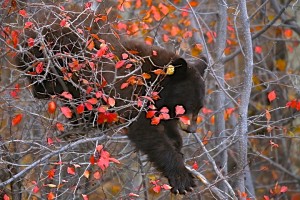 Black Bear (cinnamon), Grand Teton N.P.