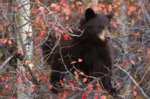 Black  Bear (cinnamon), Grand Teton N.P.