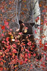 Black Bear (cinnamon), Grand Teton N.P.