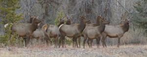 Elk, Grand Teton N.P.