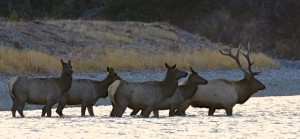 Elk, Grand Teton N.P.