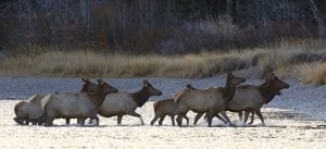 Elk, Grand Teton N.P.