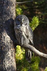 Great Gray Owl, Bridger-Teton N.F., WY