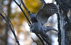 Great Gray Owl, Bridger Teton N.F., WY