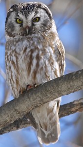 Boreal Owl