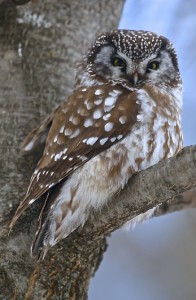 Boreal Owl