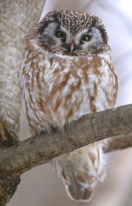 Boreal Owl