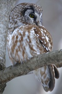 Boreal Owl