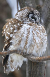 Boreal Owl