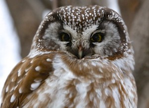 Boreal Owl