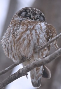 Boreal Owl