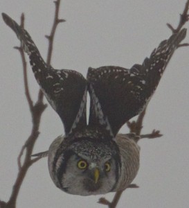 Northern Hawk Owl