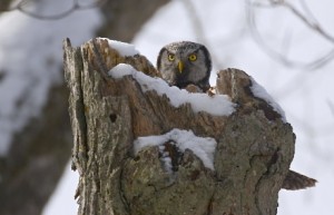 Northern Hawk Owl