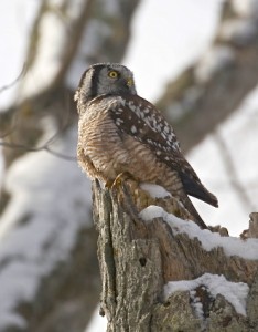 Northern Hawk Owl