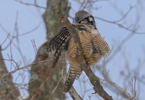 Northern Hawk Owl