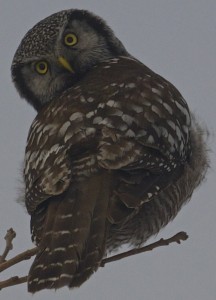 Northern Hawk Owl