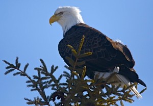 Bald Eagle