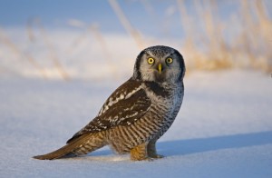 Northern Hawk Owl