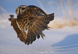 Northern Hawk Owl