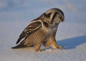 Northern Hawk Owl