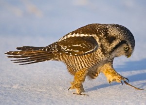 Northern Hawk Owl