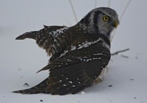 Northern Hawk Owl