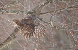 Great Gray Owl