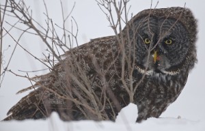 Great Gray Owl