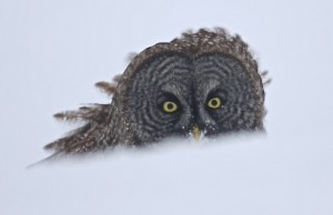 Great Gray Owl