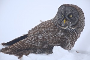 Great Gray Owl