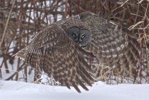 Great Gray Owl