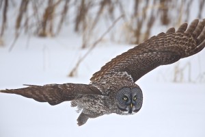 Great Gray Owl