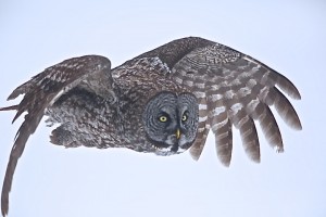 Great Gray Owl