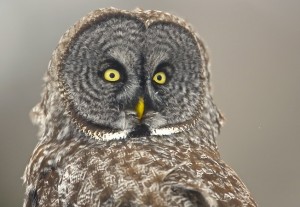 Great Gray Owl