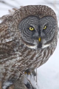 Great Gray Owl