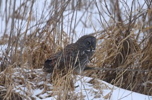 Great Gray Owl