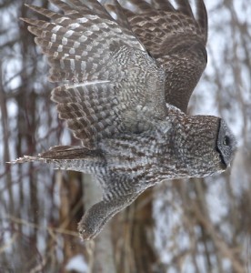 Great Gray Owl