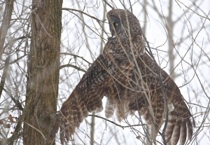 Great Gray Owl