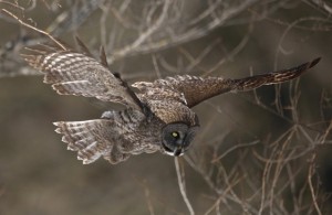 Great Gray Owl