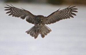 Great Gray Owl