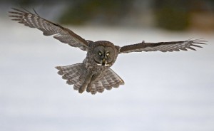 Great Gray Owl